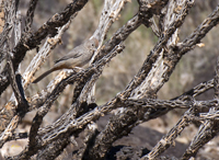 Canyon Towhee 4701